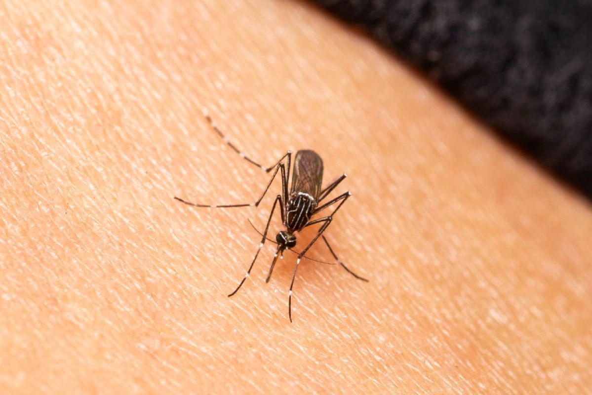 close up of mosquito on person's skin